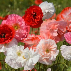 poppy