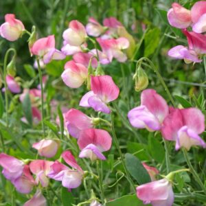 sweet pea