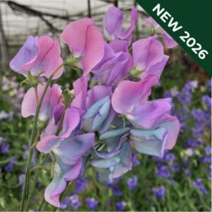 Sweet Pea Turquoise Lagoon