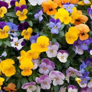 viola