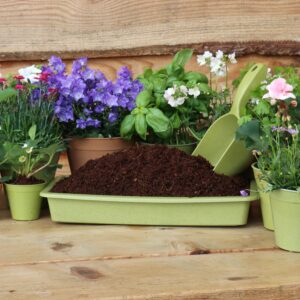 Bamboo Seed Tray (Sage Green)