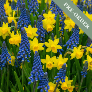 Daffodil & Muscari Collection