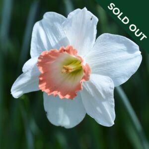 A close up image of a narcissus daffodil Pink Pride variety with white petals and an orange cup in the centre.
