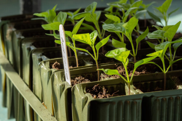 Deep Rootrainers growing small Tomato plants