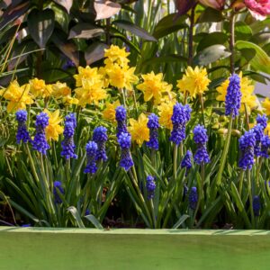Daffodil & Muscari Mix
