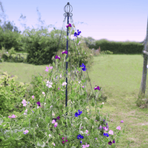 An upright steel maypole covered in sweet pea flowers and leafy green foliage