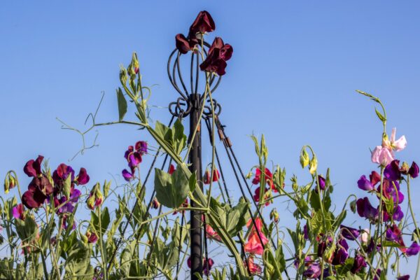 Garden Maypole - Image 2