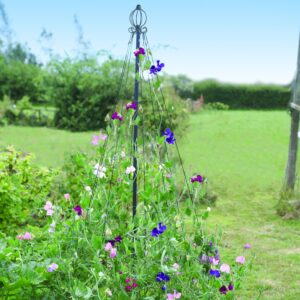 Garden maypole with sweet pea flowers growing up it