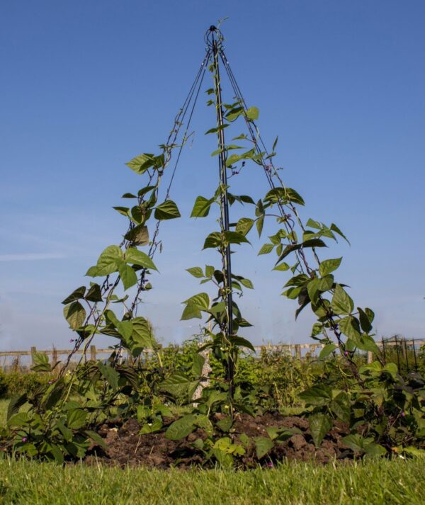 Garden Maypole - Image 3