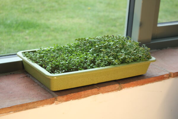 Bamboo Seed Tray (Sage Green)