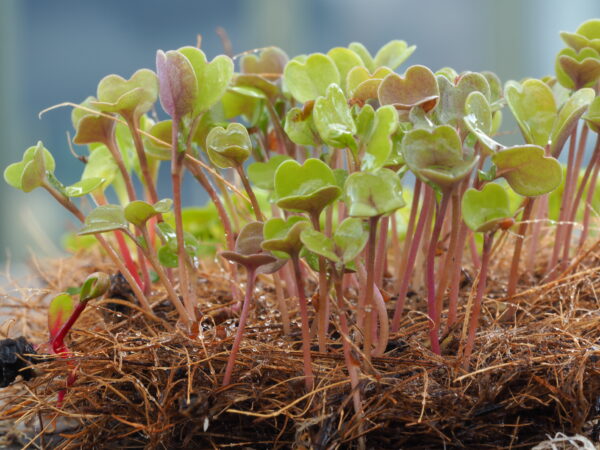Microgreens grow mat with green sprouting seedlings