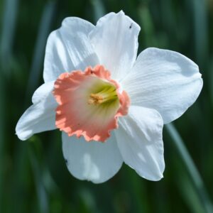 Daffodil Pink Pride