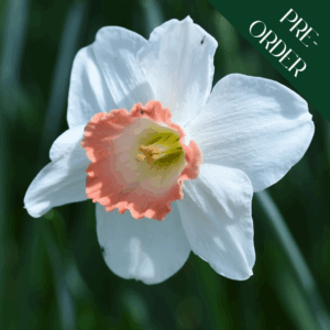 Daffodil Pink Pride