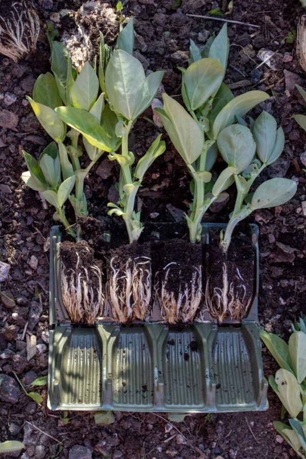 An open root trainer box showing soil and roots on the plants