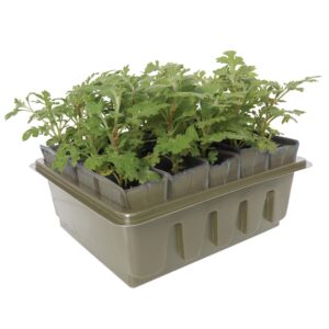 Rootrainers Compact Rapid pot with plants coming out of the top