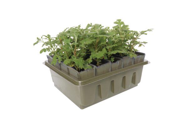 Rootrainers Compact Rapid pot with plants coming out of the top