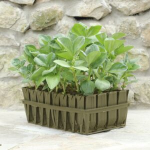 Root Trainers