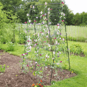 a steel growing frame with sweet pea flowers climbing up it