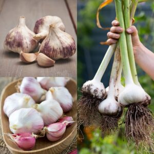 The Garlic Trio