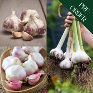 The Garlic Trio