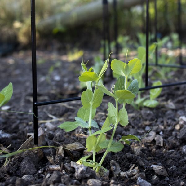 Pea and Bean Frame - Image 2