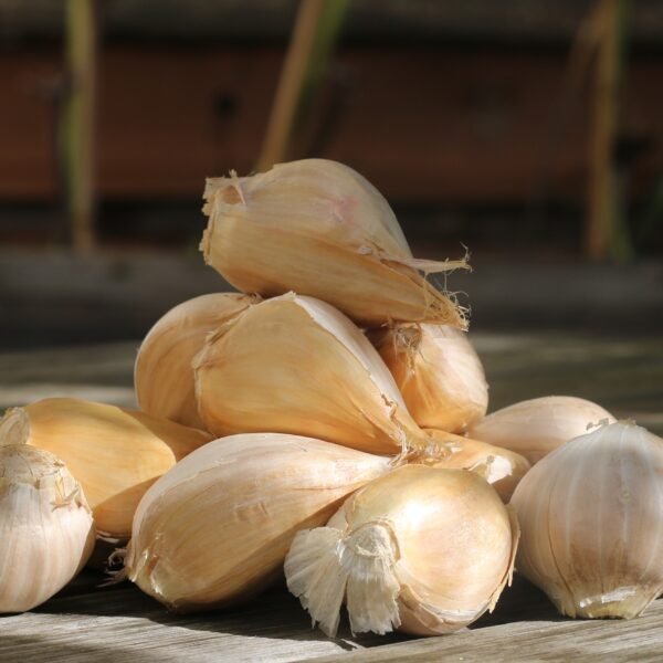 Garlic - Elephant - Image 2
