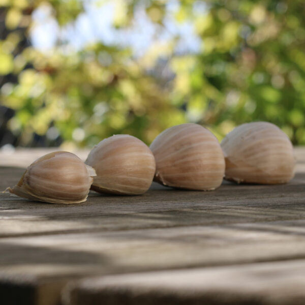 Garlic - Elephant - Image 3