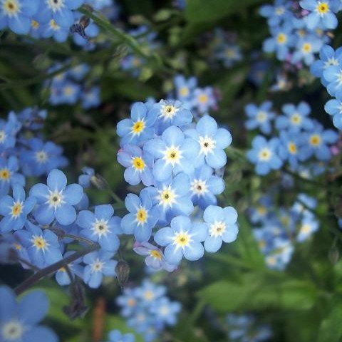 Forget Me Not Myosotis Alpestris - Image 2
