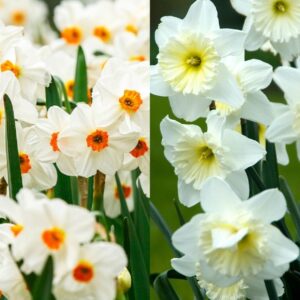 a split image of daffodils, one with cream petals and an orange trumpet, and one with white petals and a yellow trumpet.
