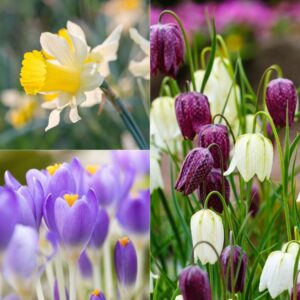 a collection of flowers including a Psuedonarcissus daffodil with white petals and a yellow trumpet, purple spotted and white bell-shaped fritillaries, and purple crocus barrs.