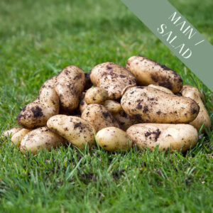 A pile of freshly harvested main crop / salad Belle de Fontenay potatoes with dirt on the grass.