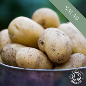 A metal bowl of organic Charlotte salad potatoes freshly harvested with dirt on.