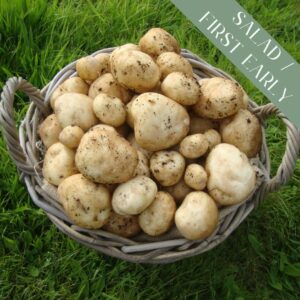 A wicker basket full of salad / first early crop Rocket potatoes on green grass with dirt.
