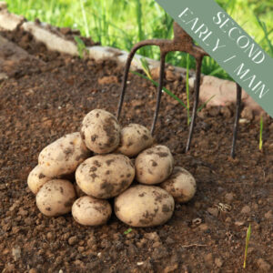 Freshly harvested Vivaldi potatoes on the ground with a garden fork behind them. There is wooden edging and grass in the background.