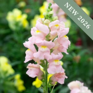 An Appleblossom Antirrhinum flower with pink and yellow petals and blurred green plant background.