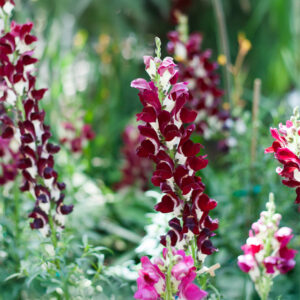 Night and Day Antirrhinum Snap Dragon flowers with deep burgundy red and white petals