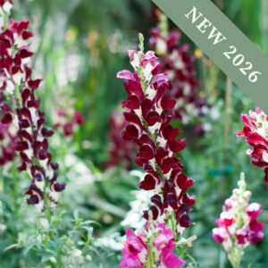 Antirrhinum Night and Day flowers with deep red and white petals in a garden with other snapdragon plants.