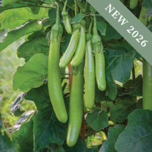 Green Knight Aubergines growing on the plant with leafy foliage in the background.