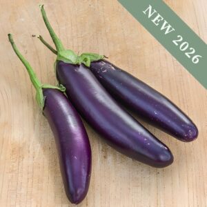 Three harvested Purple Knight Aubergines on a wooden surface.