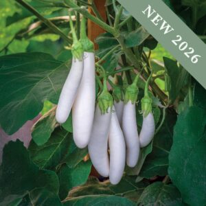 White Knight Aubergines growing on the plant with green foliage in the background.