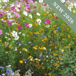 Bee & Butterfly Meadow Mix