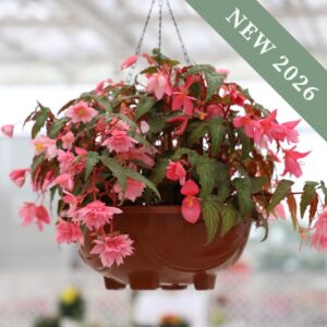 A hanging basket filled with Funky Pink Begonia flowers.