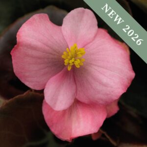 A macro close up image of a Nightlife Pink Begonia flower with yellow centre.