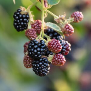 a hanging bunch or red and black berries with a blurred leafy backdrop