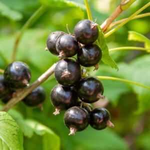 a bunch of deep red blackcurrant berries hanging from a branch with a blurred leafy backdrop
