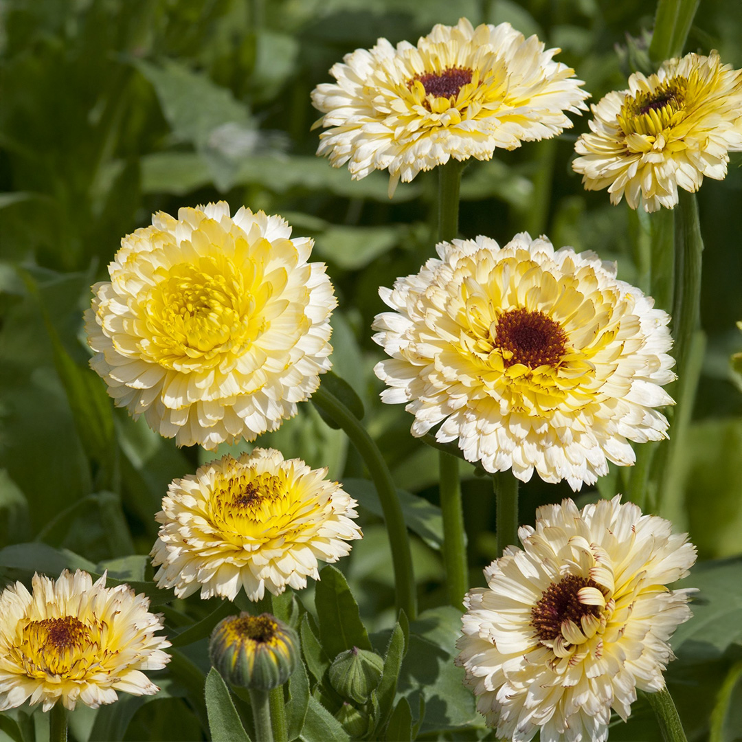 A group of Snow Princess Calendula flowers in ivory, cream, and yellow with dark centres and green foliage background.