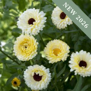 A collection of Snow Princess Calendula flowers in pale cream and ivory with black centres.