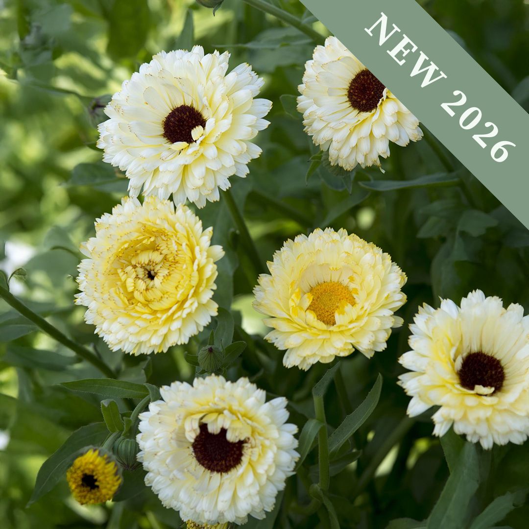 A collection of Snow Princess Calendula flowers in pale cream and ivory with black centres.