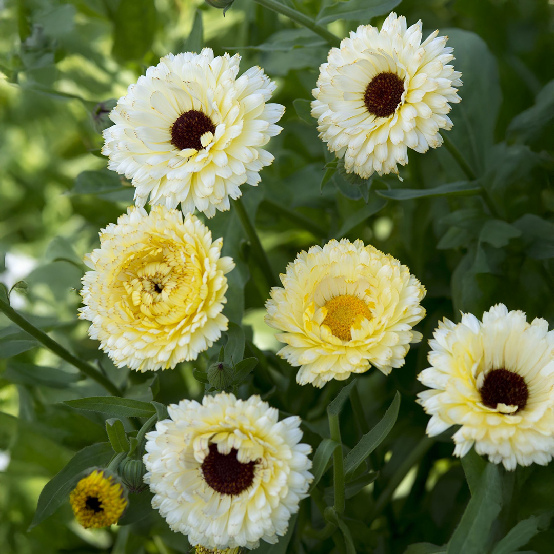Calendula 'Snow Princess'