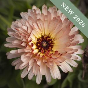 A close up macro image of a Calendula Sunset Buff flower with peach and orange coloured petals and a yellow centre.